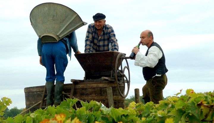 Осенняя пора - время считать цеплят © i-Winemaker.com